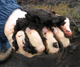 A handful of dark-colored peat soil holds together when squeezed and compresses readily if it is wet. Photo: Andrew Sier, Centre for Ecology & Hydrology, 2004.